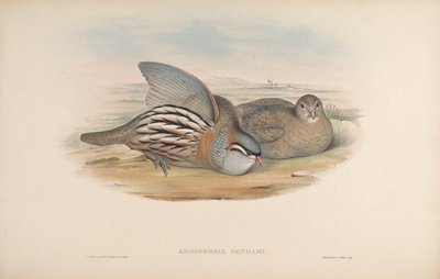 Ammoperdix bonhami = Ammoperdix griseogularis door John Gould